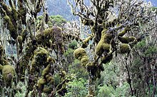 Ruwenzori Moss 1.jpg