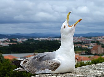 Gull