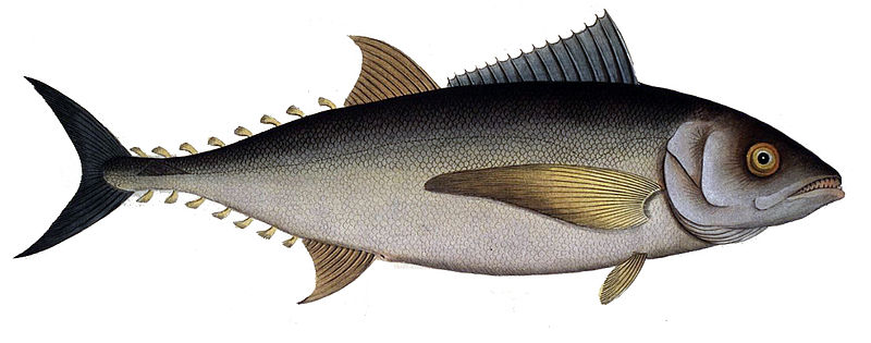 Файл:Thunnus thynnus1.jpg