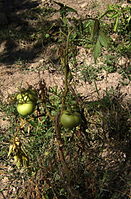 Wilt caused by Fusarium oxysporum