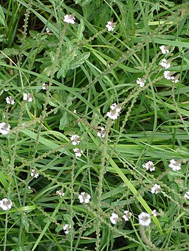 Verbena officinalis