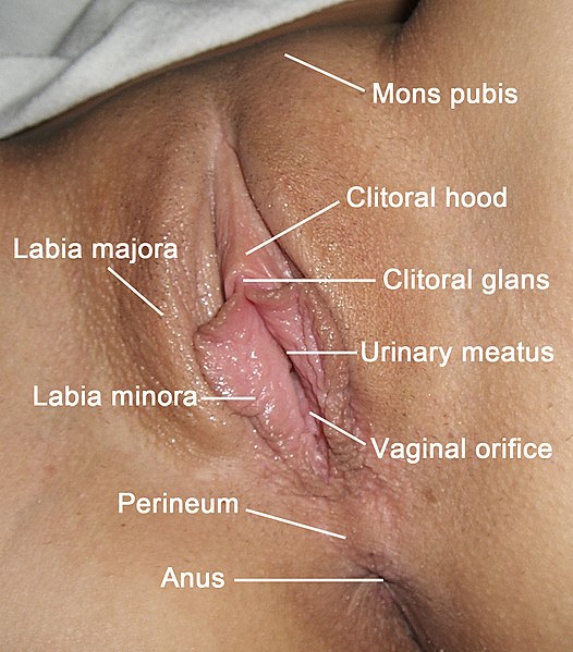 File:Vulva labeled english.jpg