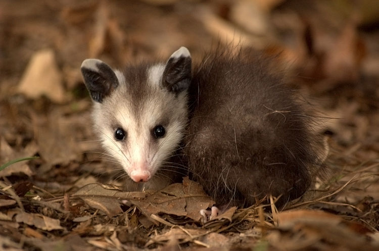 Молодой виргинский опоссум (Didelphis virginiana) лежит в лесной подстилке из дубовых листьев