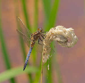 Keeled skimmer