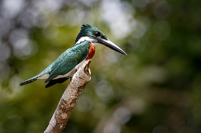 亞馬遜翠鳥（Chloroceryle amazona），攝於哥斯達黎加卡諾內格羅。