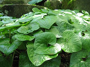 Asarum caulescens (フタバアオイ).