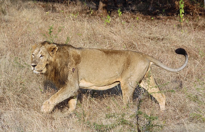 File:Asiatic lion 03.jpg