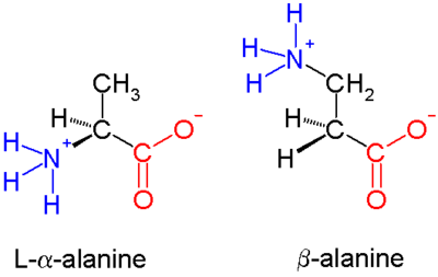 β-alanine, an example of a β amino acid. The amino group attaches not to the α carbon but to the β carbon, which in this case is a methylene group.