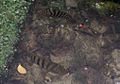 a pair of Cichlasoma amarum in Cancun lagoon, Mexico