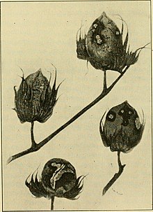 "Colletotrichum gossypii" on cotton