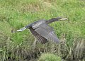 In flight at edge of River Mawddach estuary.