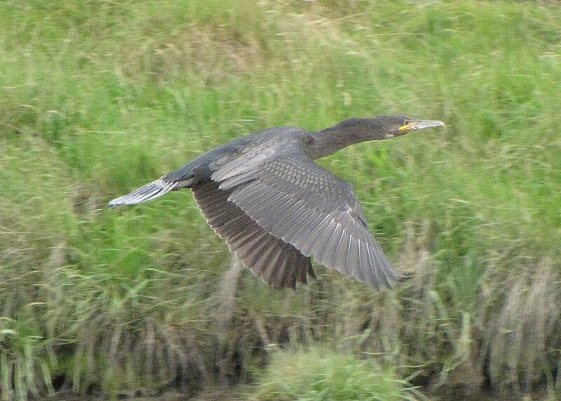 File:Cormorant-mawddach-01.jpg