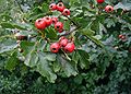 The fruit of Common Hawthorn (C. monogyna)