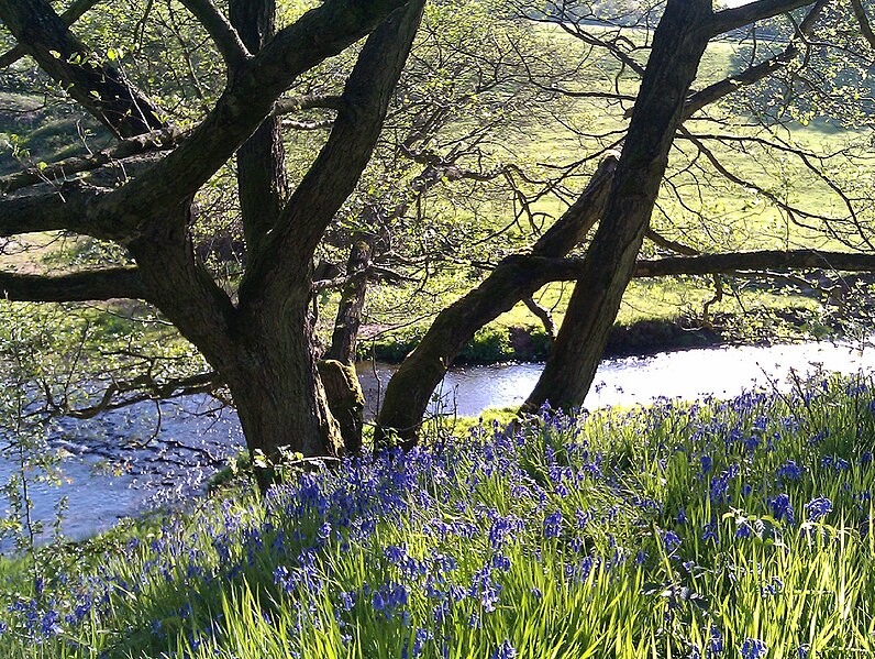 File:Dane-in-Shaw bluebells.jpg