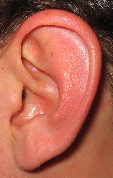 Файл:Ear.jpg