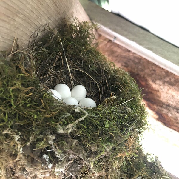 File:Eastern phoebe-nest.jpg