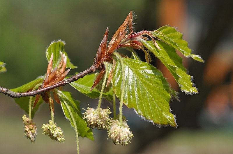 File:Fagus sylvatica 1.JPG