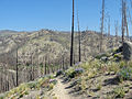 Burned area along Fisher Creek Trail