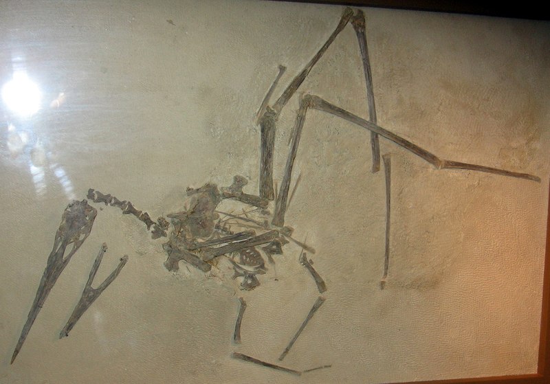 File:Fossil pterosaur.jpg