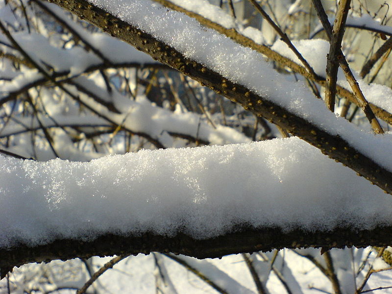 Archivo:Fresh snow.JPG