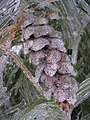 A pinecone covered in ice, showing the results of a winter ice storm.