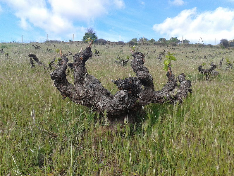 Archivo:Garnacha vine 1.jpg