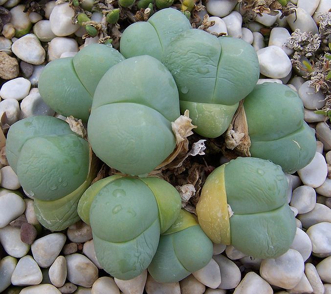 Archivo:Gibbaeum heathii.jpg