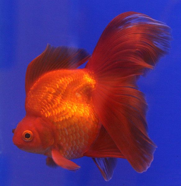 Файл:Goldfish Ryukin.jpg