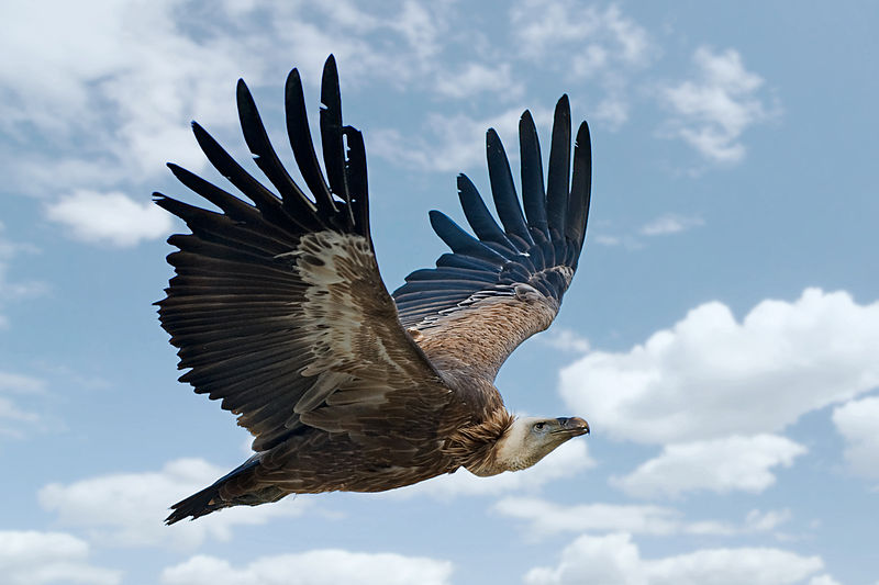 File:Gyps fulvus in flight.jpg