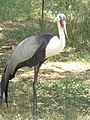 Wattled Crane.