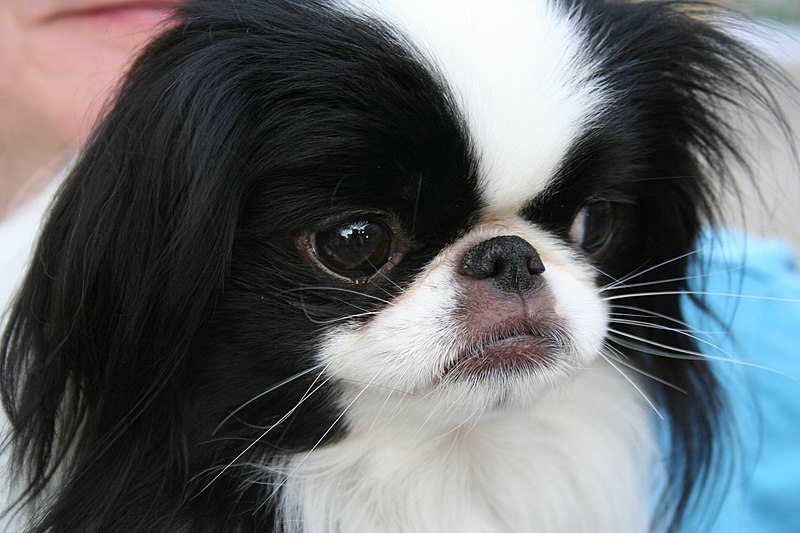 Файл:Japanese Chin portrait.jpg