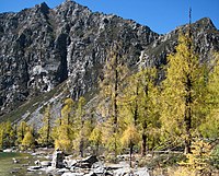 Larix potaninii in autumn colour.