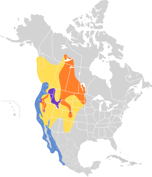 File:Larus californicus map.svg