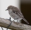 brown bird perching on a fencepost