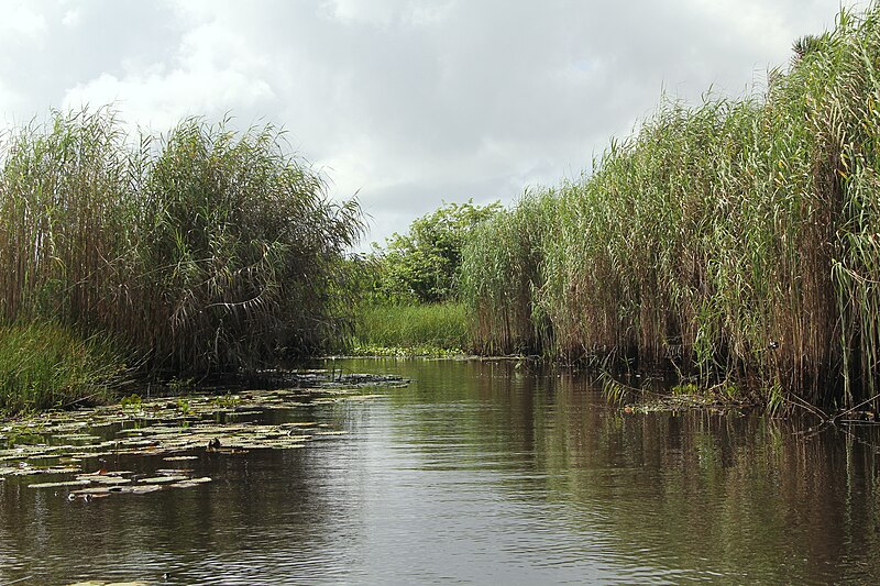 File:Nariva Swamp Trinidad.jpg