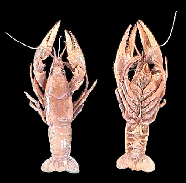 File:Orconectes.jpg