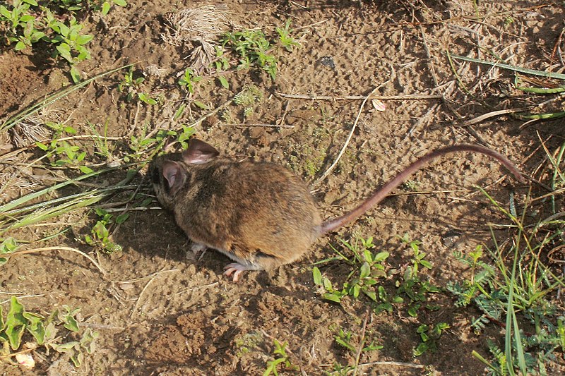 File:Peromyscus bullatus 4697579.jpg