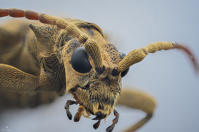 File:Rhagium sycophanta closeup.jpg