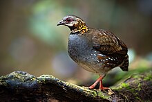 Rufous-throated Partridge 0A2A9937.jpg