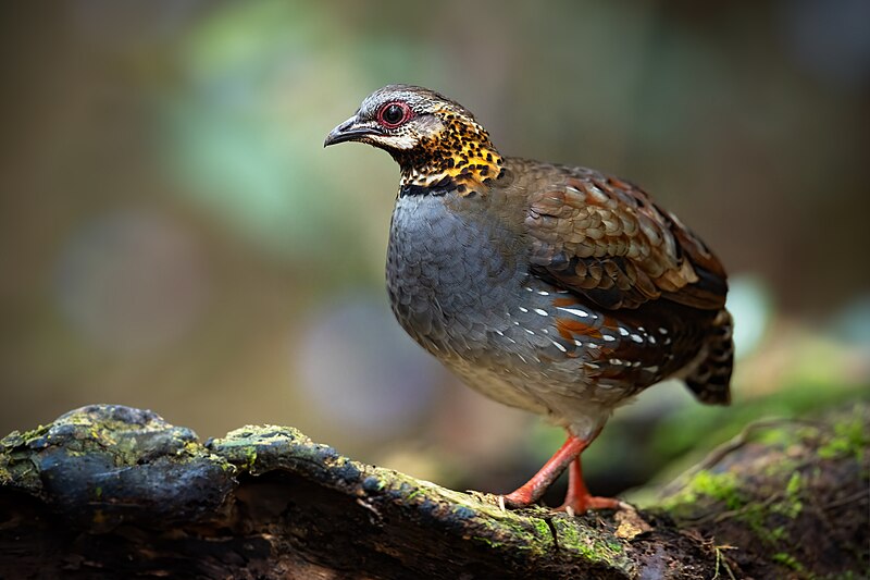 File:Rufous-throated Partridge 0A2A9937.jpg