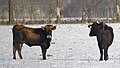 Sayaguesa Cattle cows in the Netherlands (TaurOs Project)