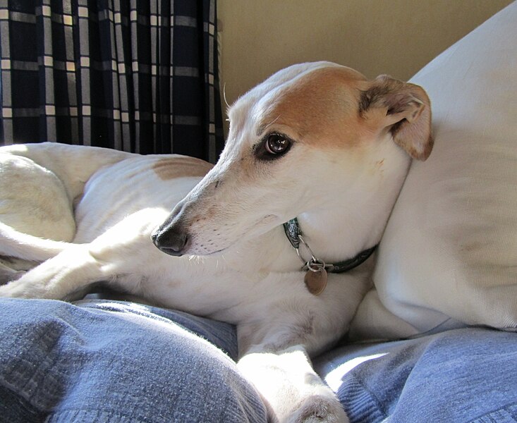 File:Sighthound head.jpg