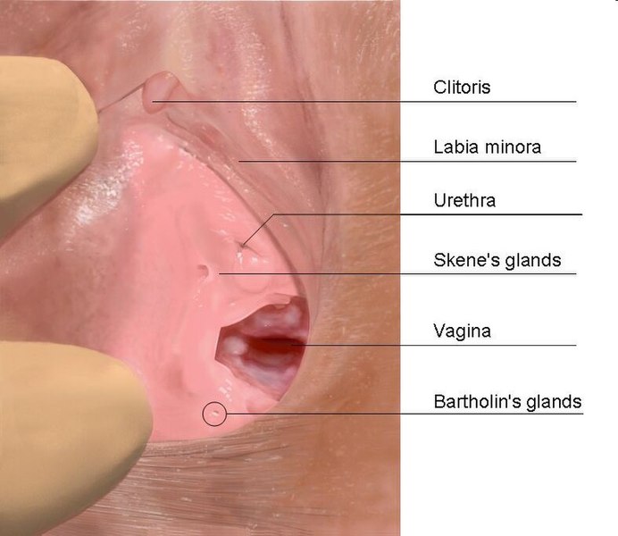 Файл:Skenes gland.jpg