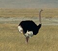 The Ostrich is the heaviest living bird.