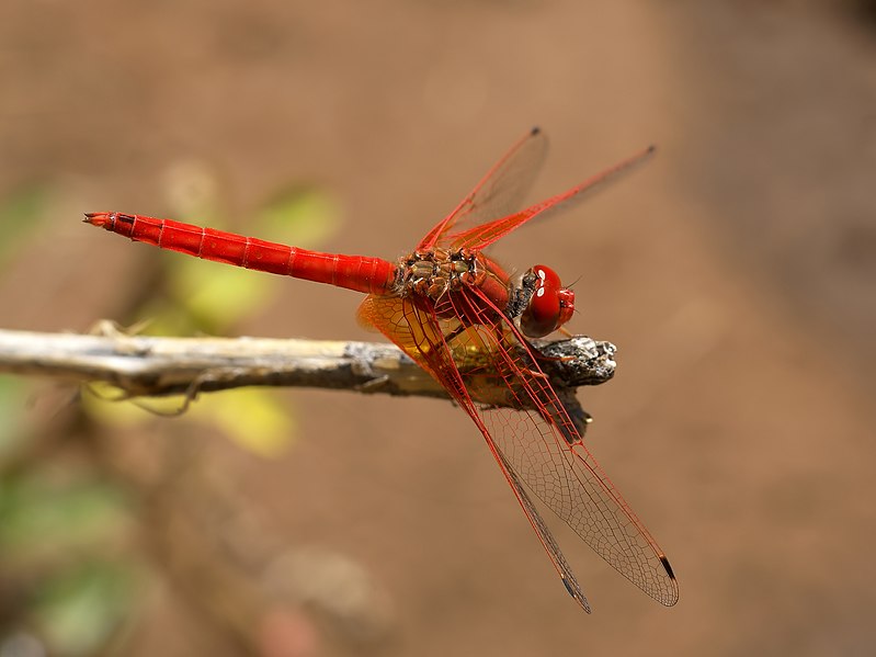 Archivo:Trithemis kirbyi.jpg