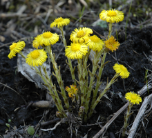 Tussilago farfara whole.png