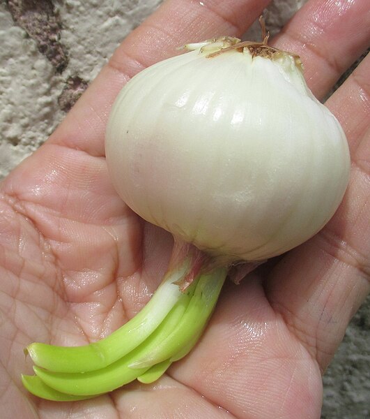 File:White onion bulb sprouting1.jpg