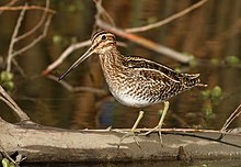 Wilson's Snipe