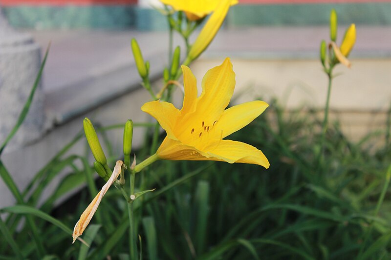 File:Yellow flower 01.JPG