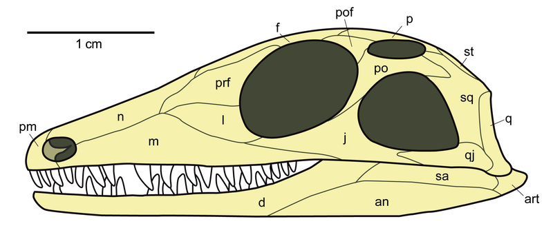 File:Youngina skull lateral.png